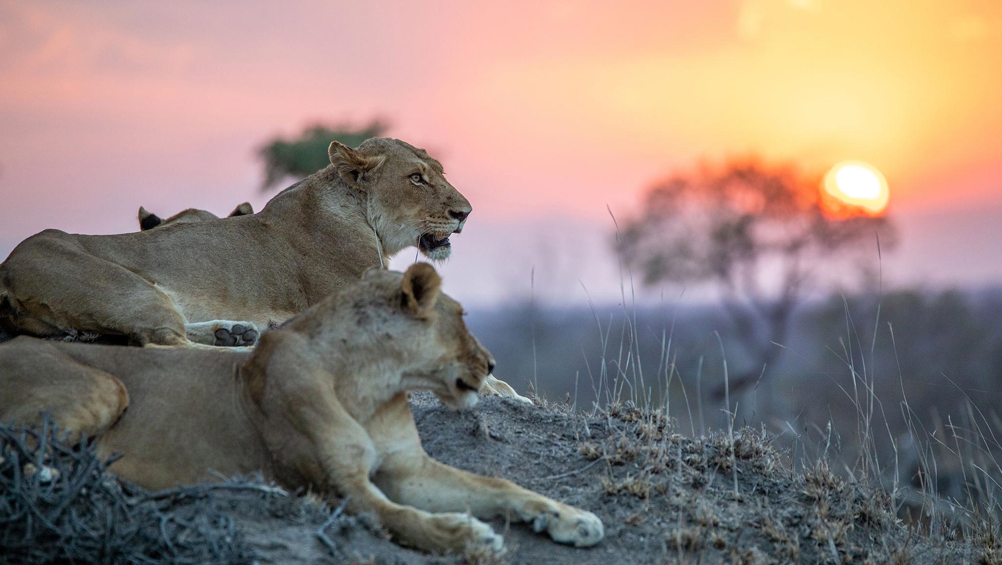 header-kruger-national-park-wildlife-lions-copyright-by-rhino-africa-1.jpg