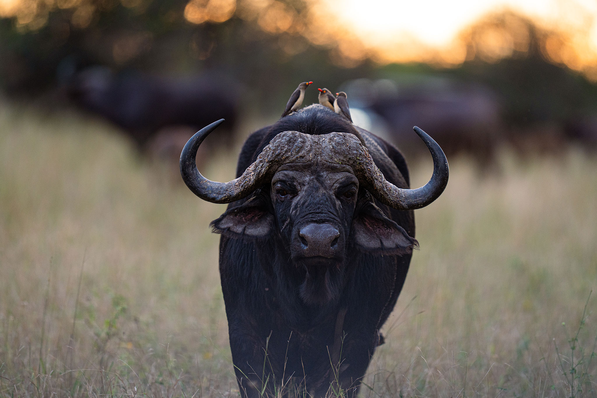 silvan-safari-luxury-wildlife-buffalo-01.jpg