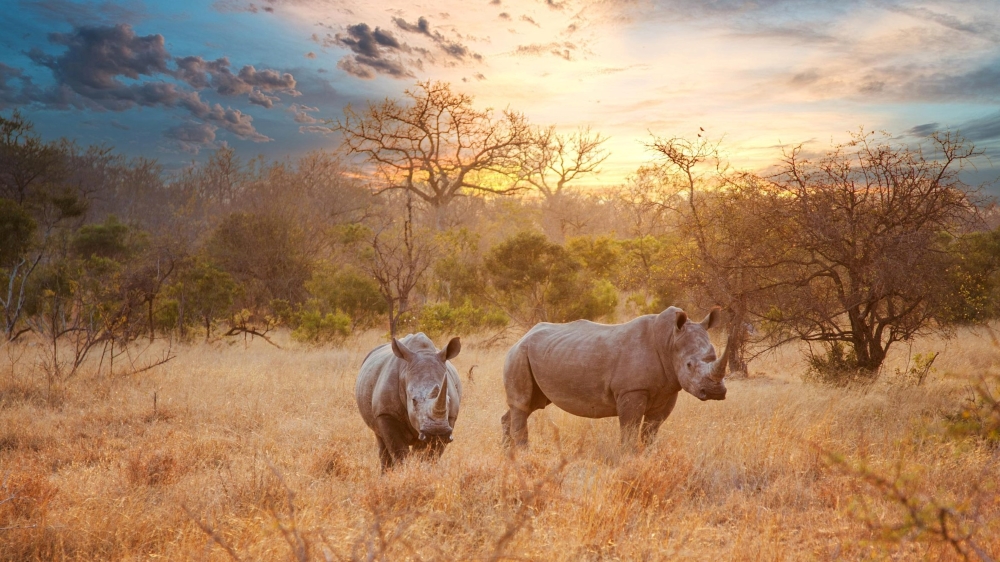 two-rhinos-in-late-afternoon-kruger-national-park-02_295879979-01-1-scaled-1.jpg