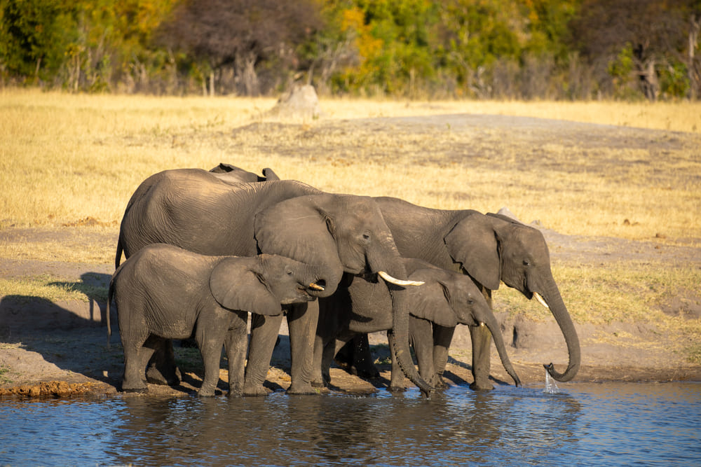 elephant-safari-zimbabwe.jpg