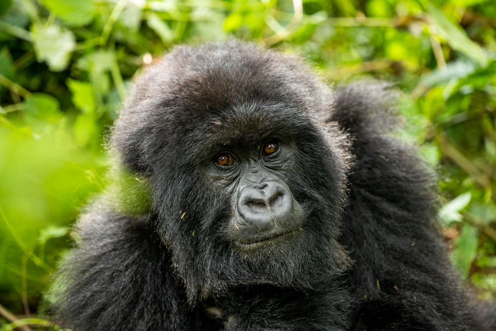 gorilla-trekking-rwanda.jpeg