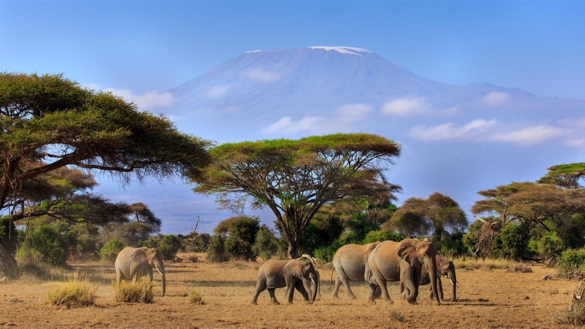 8-elephants-walking-with-mount-kilimanjaro-as-backdrop-tanzania.jpg1_.jpg