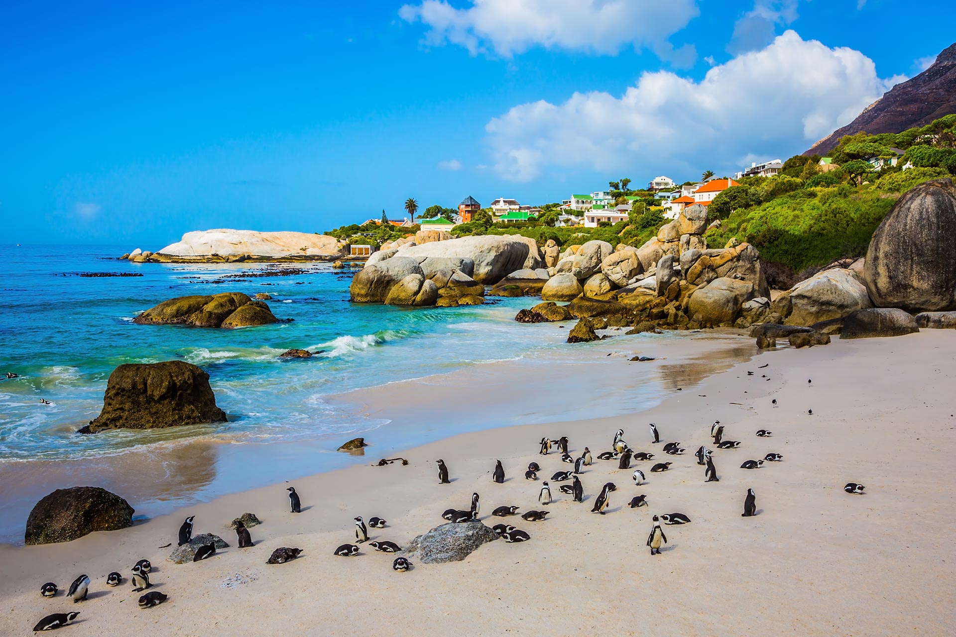 african-penguins-at-boulders-beach-adobestock137314572-1.jpg