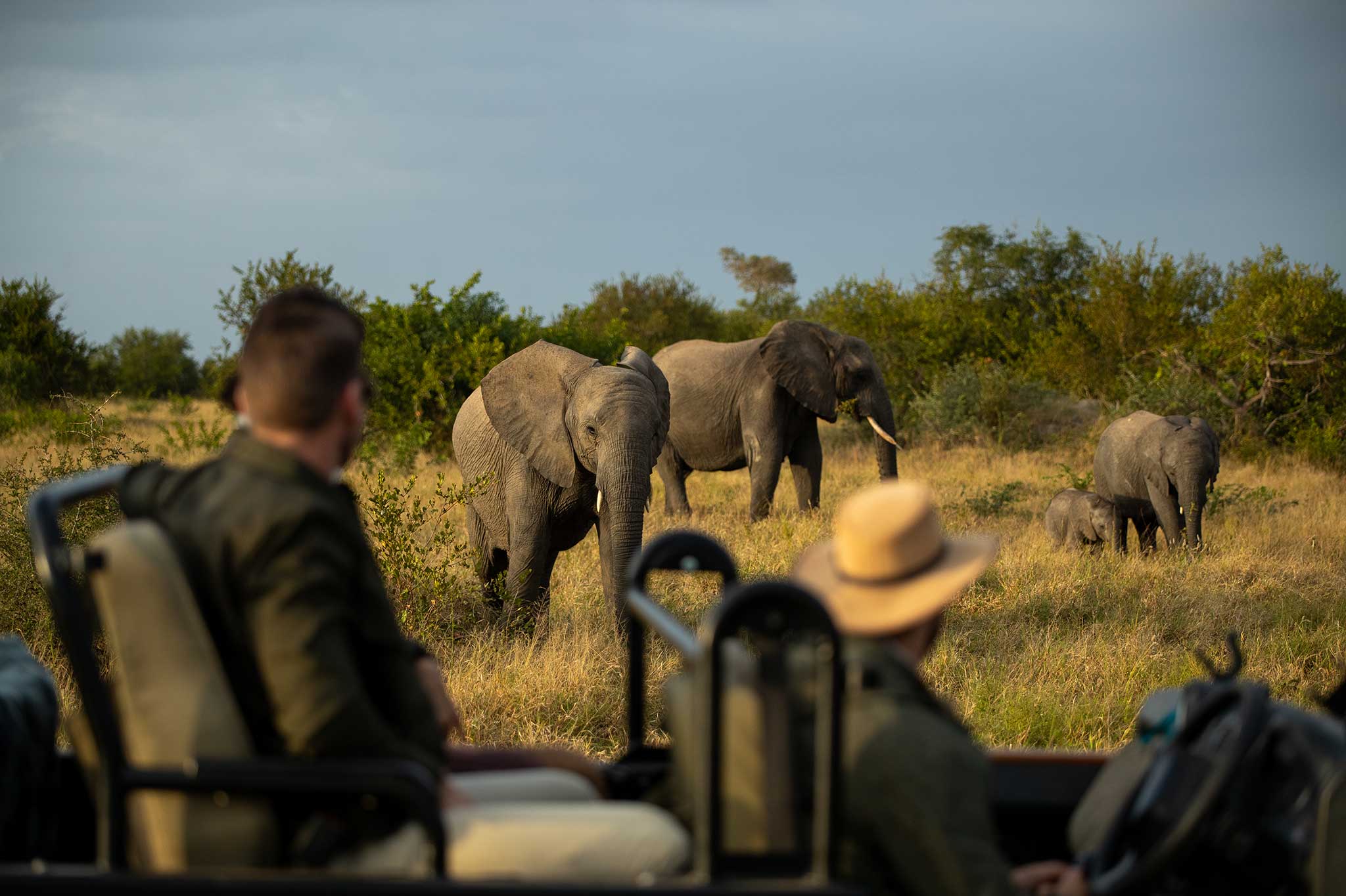 gay friendly safari