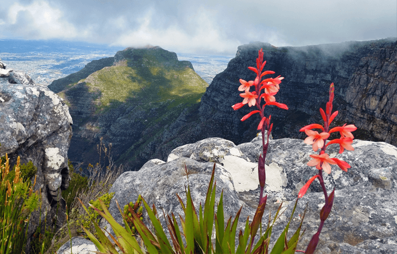 2. table-mountan-flowers.png