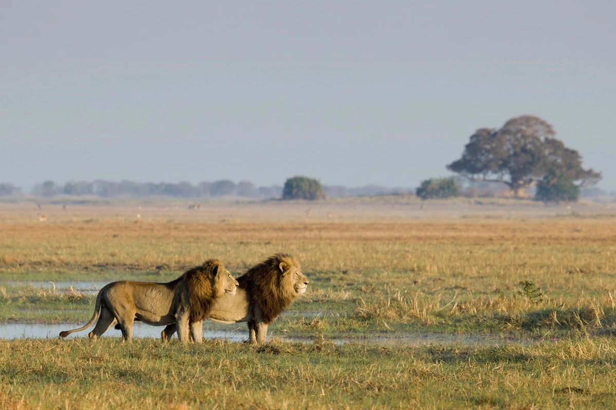 busanga-bush-camp-zambia.webp