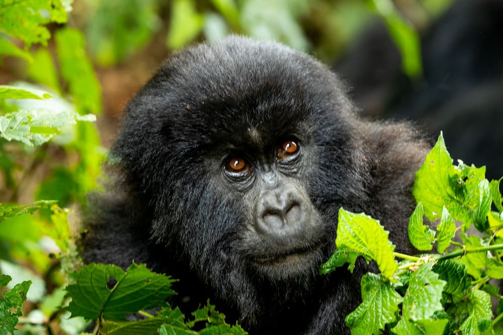 gorillas-nest-rwanda.jpeg