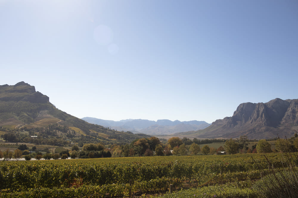 cape-winelands.jpg