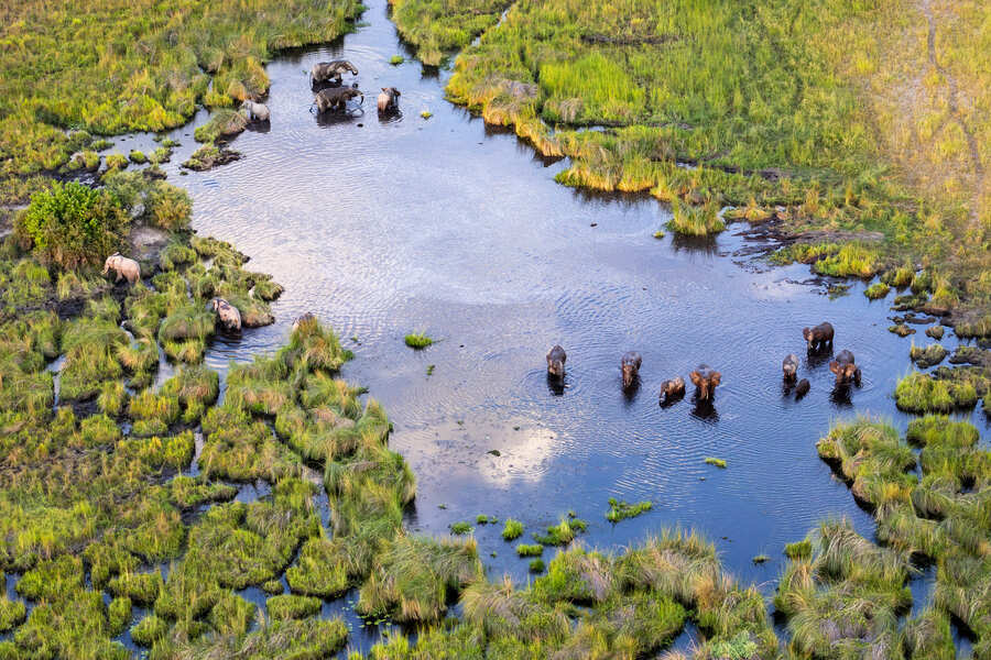 elephants-okavango-delta.jpeg