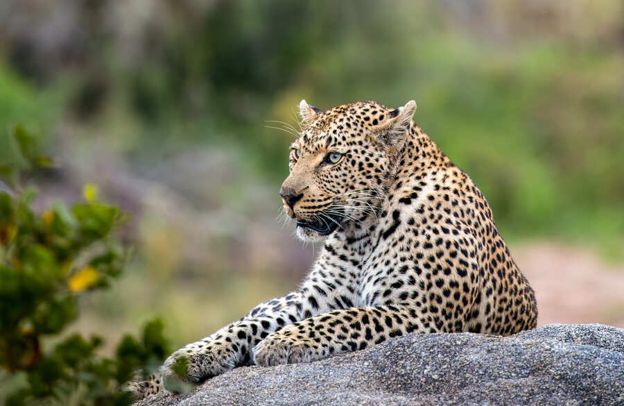 leopard-kruger-silvan-marlin-clark.jpg