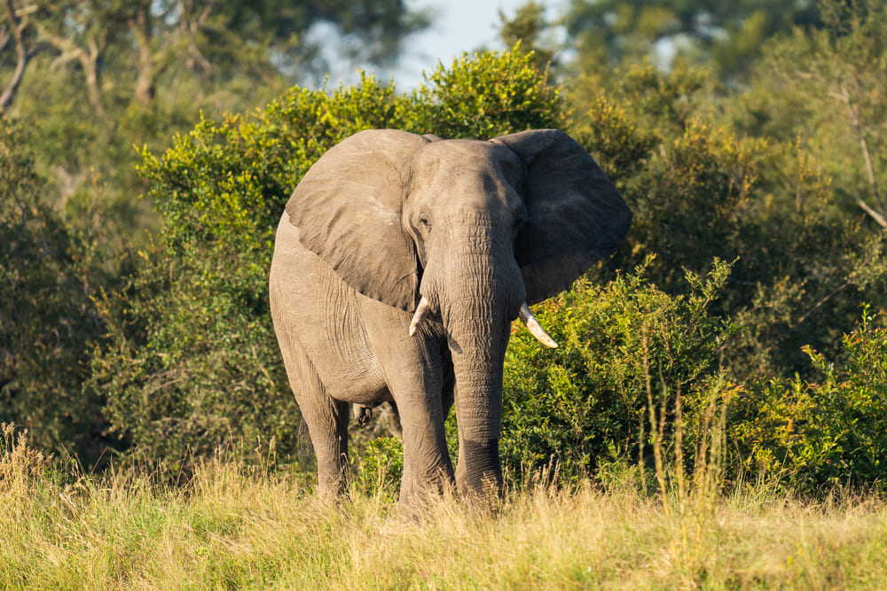 silvan-elephant-big-5-safari.jpg