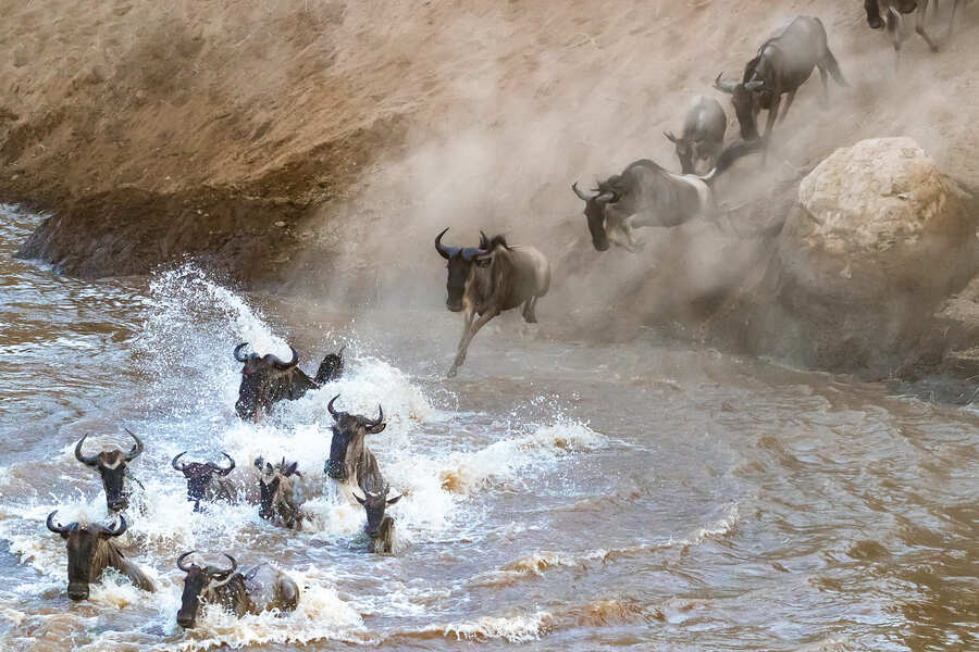 wildebeest-river-crossing.jpeg