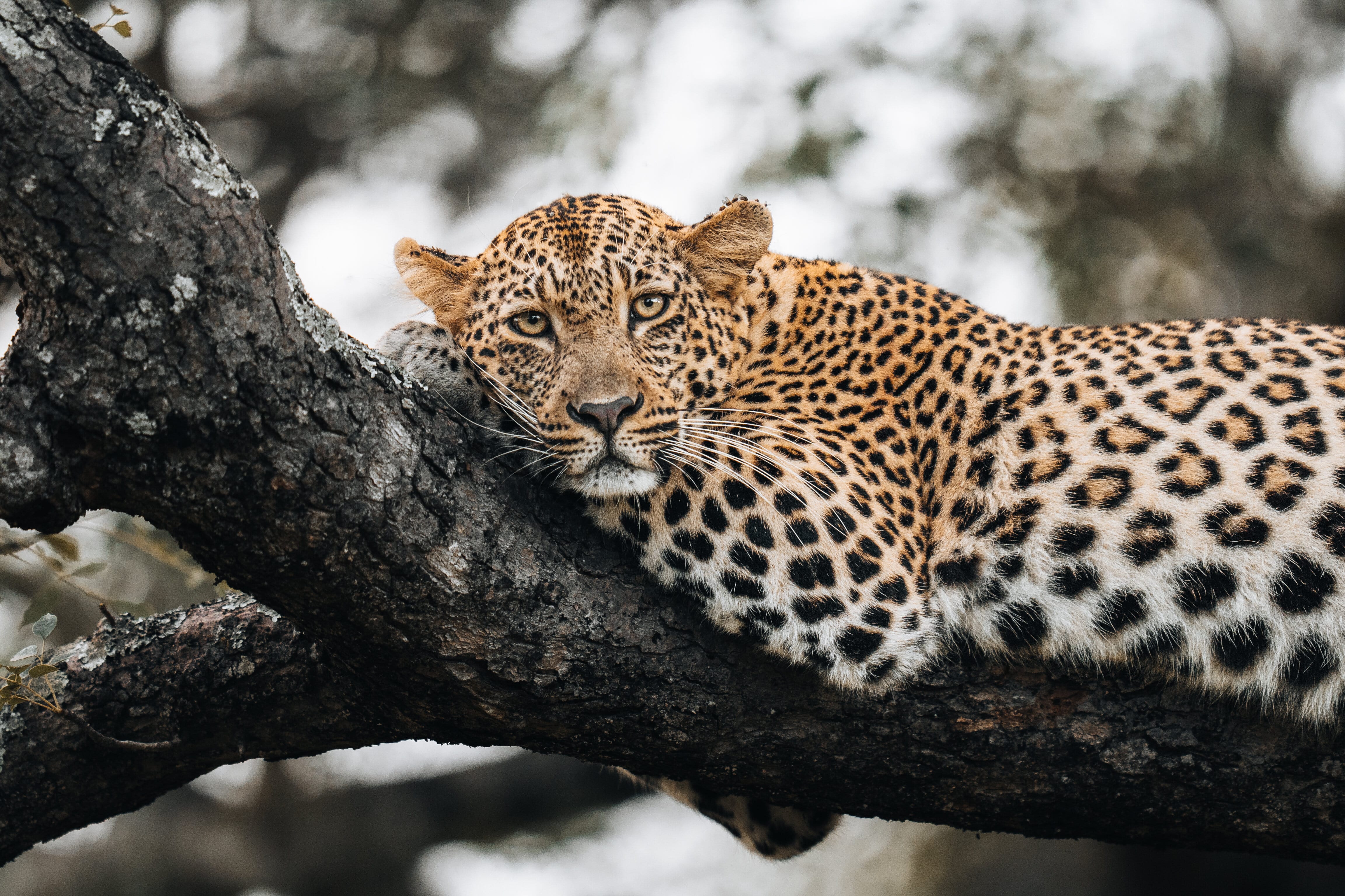 Leopard in a tree