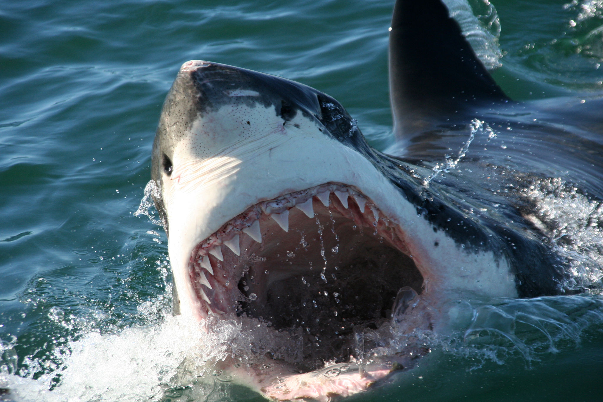 Birkenhead House activities shark diving