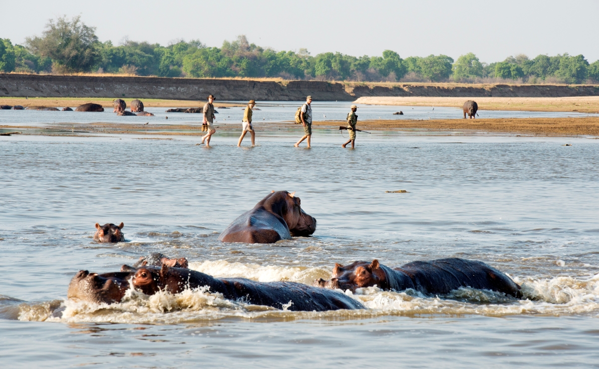 Mwamba-Bush-Camp-South-Luangwa-walking-safari-hippos.jpg