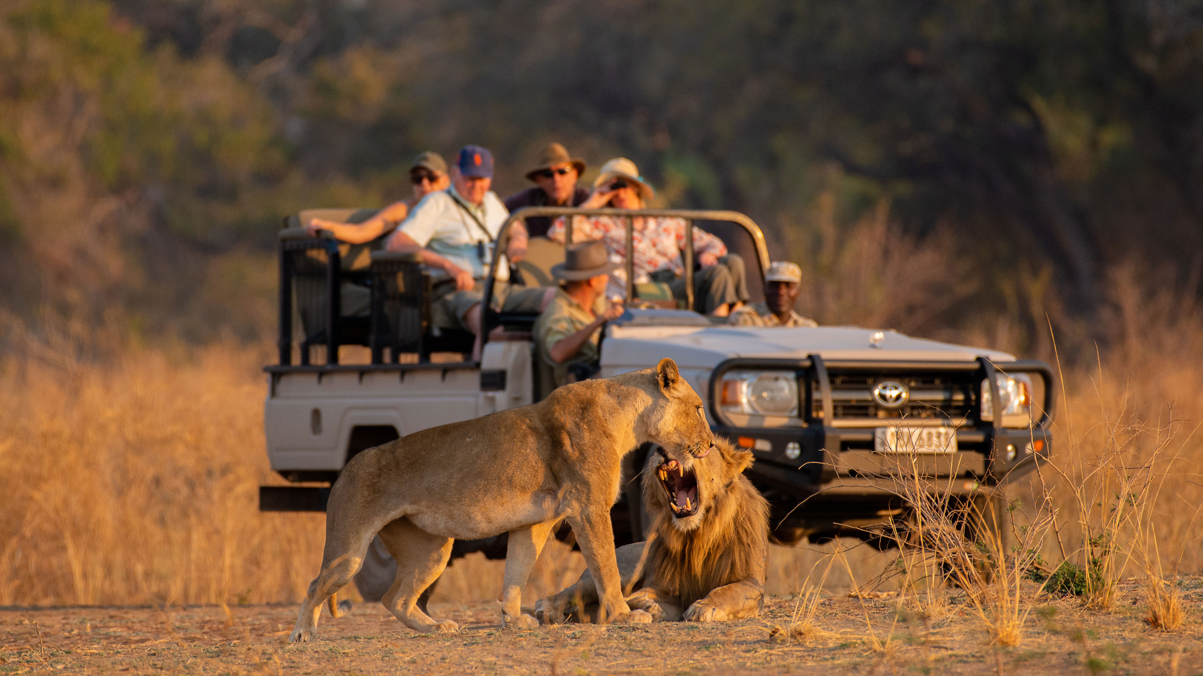 tafika_camp_drive_with_lions.jpg