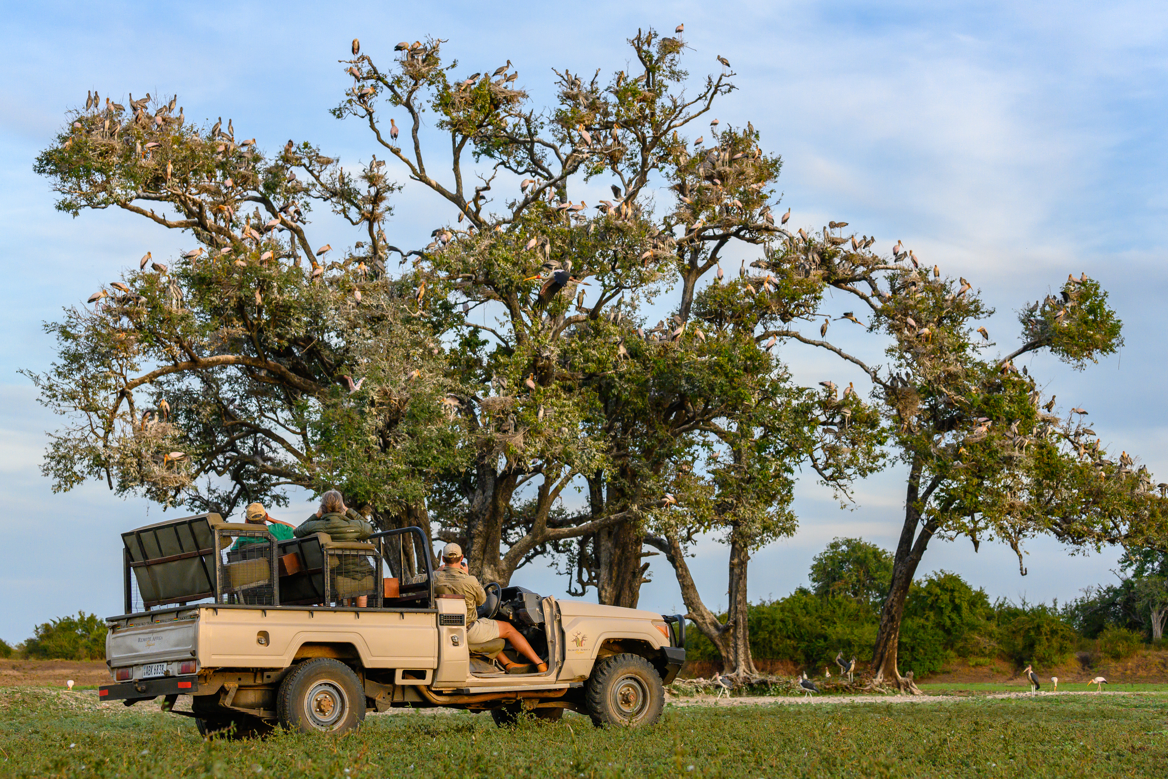 tafika_camp_stork-colony-dry-season-game-viewing.jpg