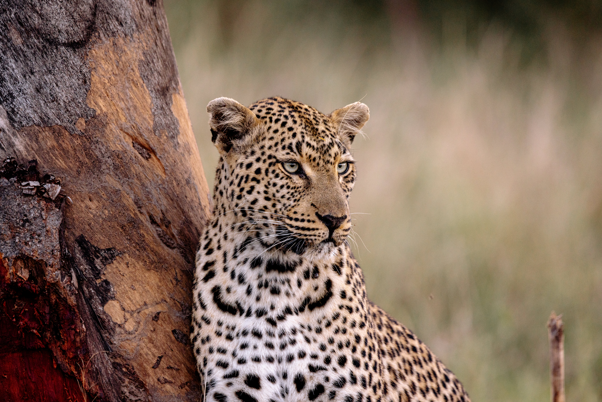 leopard-matthew-schueller.jpg