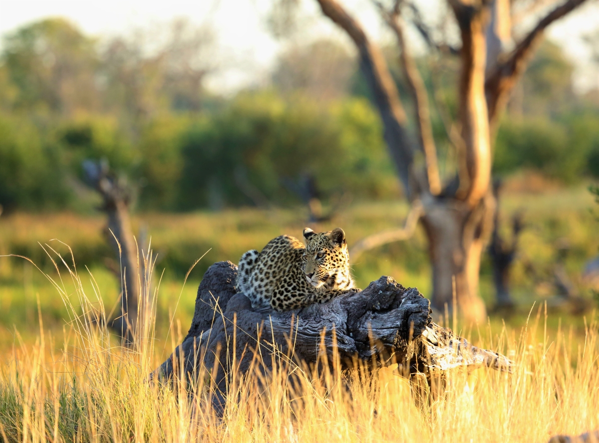 Image Credit- African Bush Camp. Predators.jpg