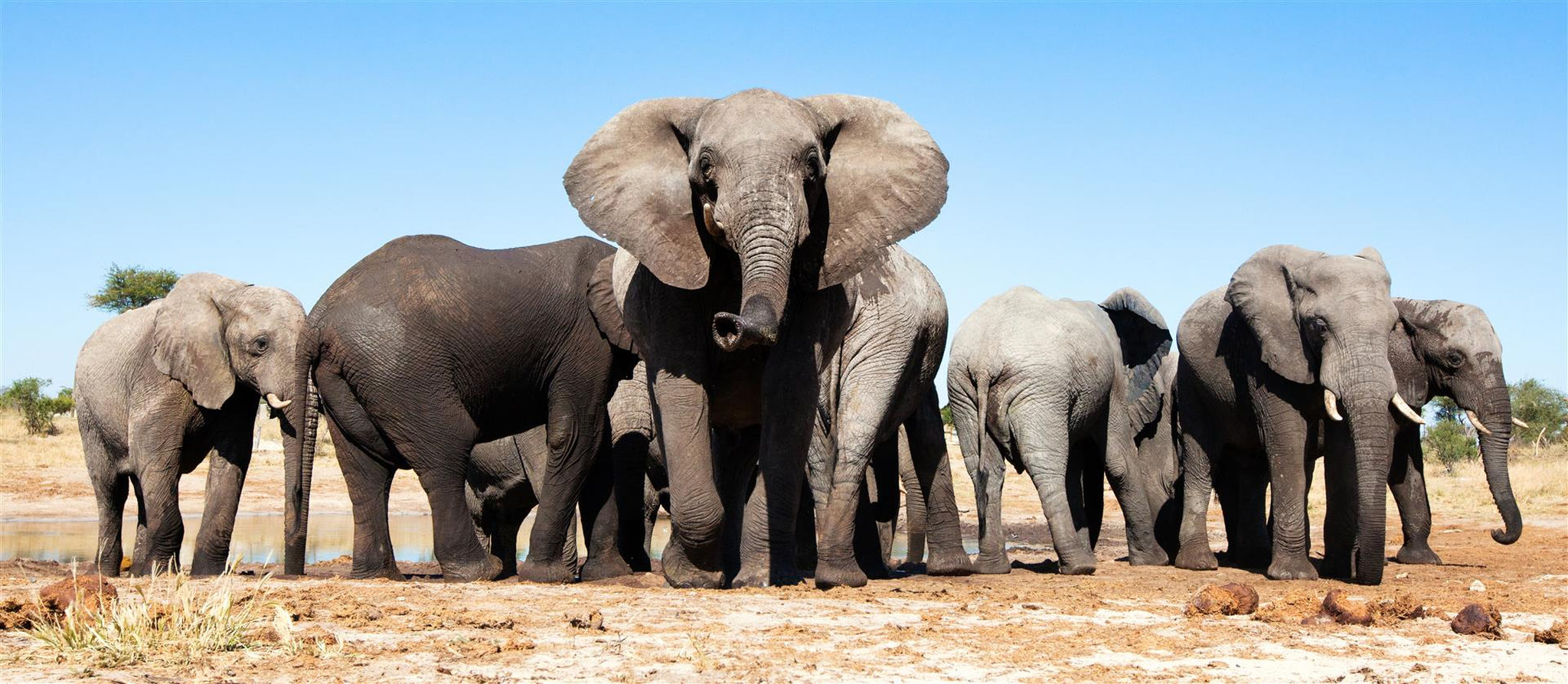 elephants-in-central-kalahari-game-reserve-botswana.jpg