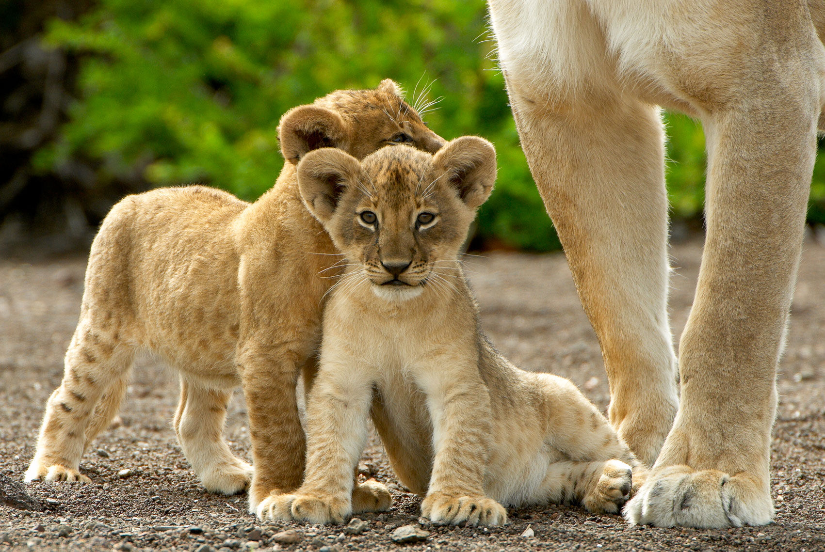 mashatu-main-camp-wildlife-lions-01.jpg