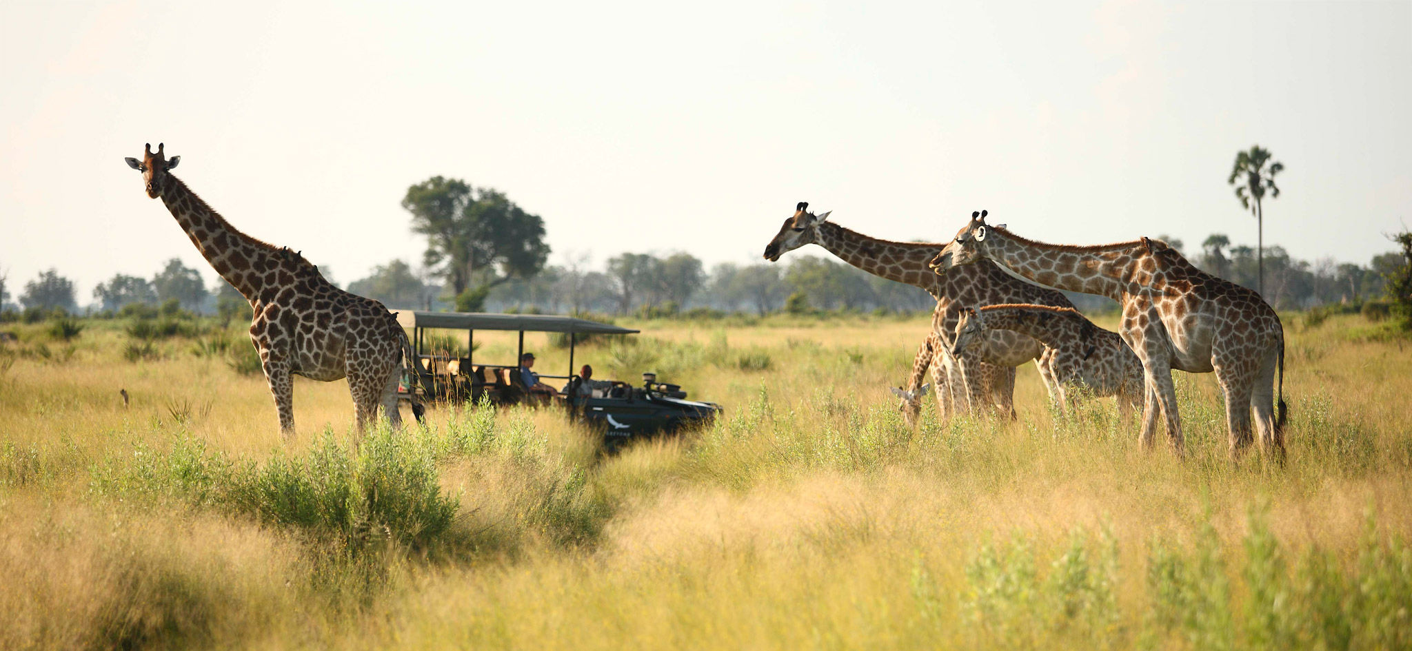 okavango_delta_concession_areas_activities-game_drive_wildlife_giraffes_botswana.jpg