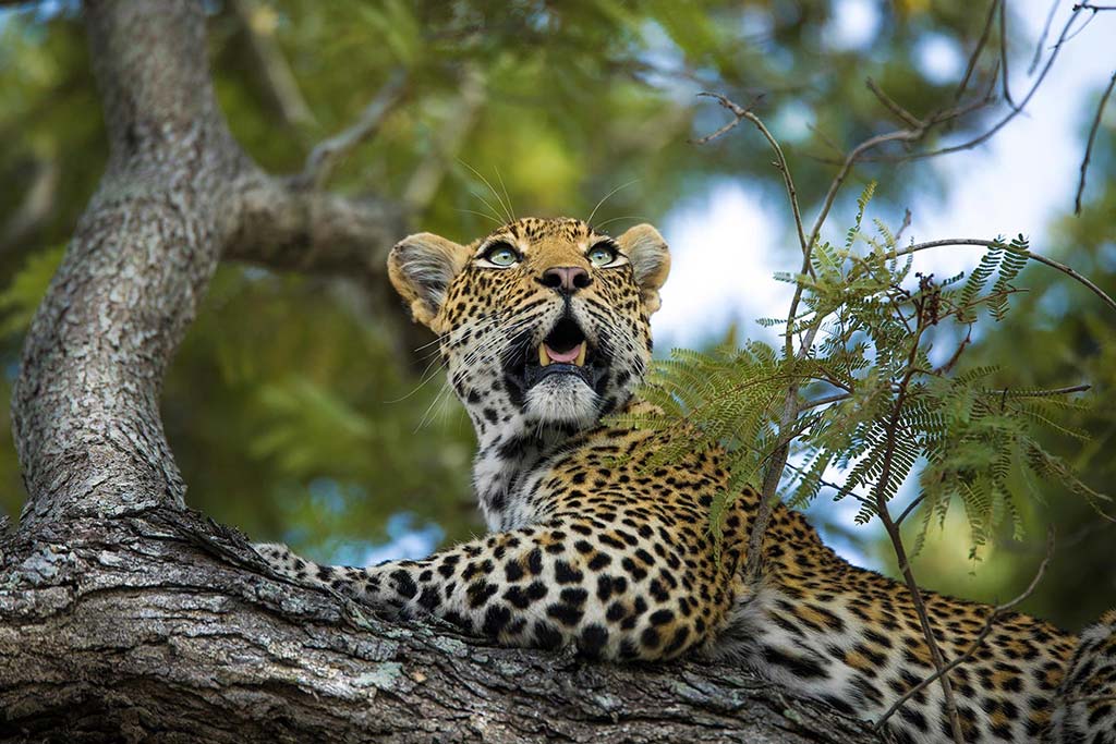 1silvan-safaris-wildlife-leopard-in-tree-01-1.jpg