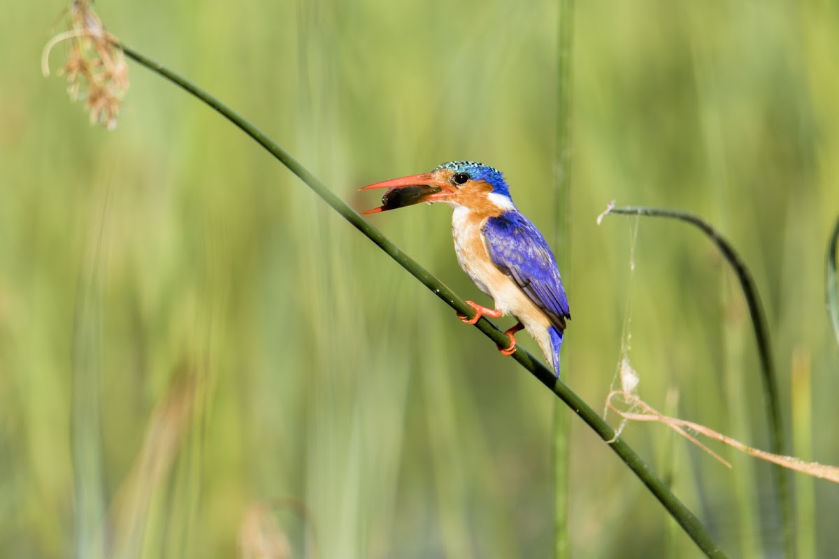 DDS-Educational-botswana-chobe-small-malachite-kingfisher-flower-fish-1N8A8205.jpg