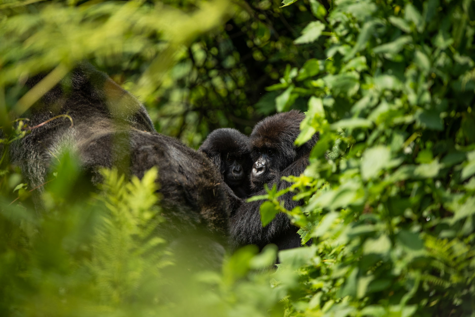 africa-up-close-by-rhino-africa-gorillas-nest-rwanda-382.jpeg