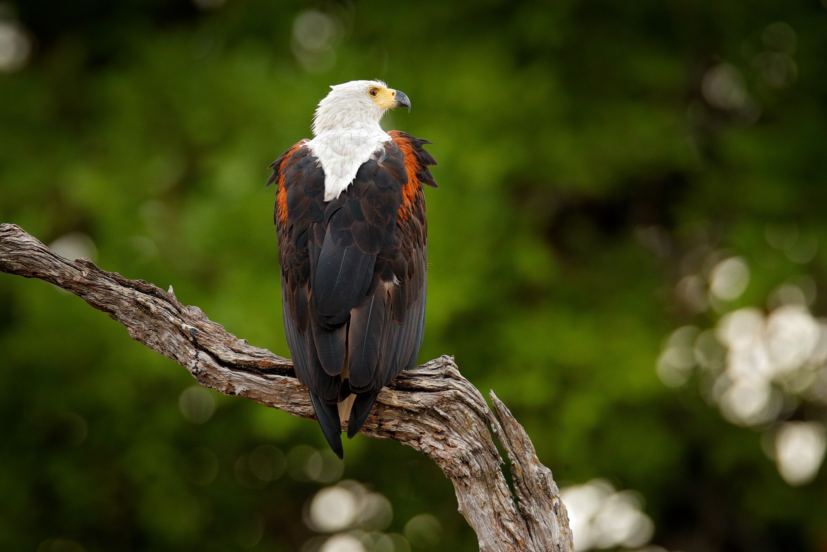 african-fish-eagle-sitting-on-the-top-of-the-tree-AdobeStock_312510459.jpeg