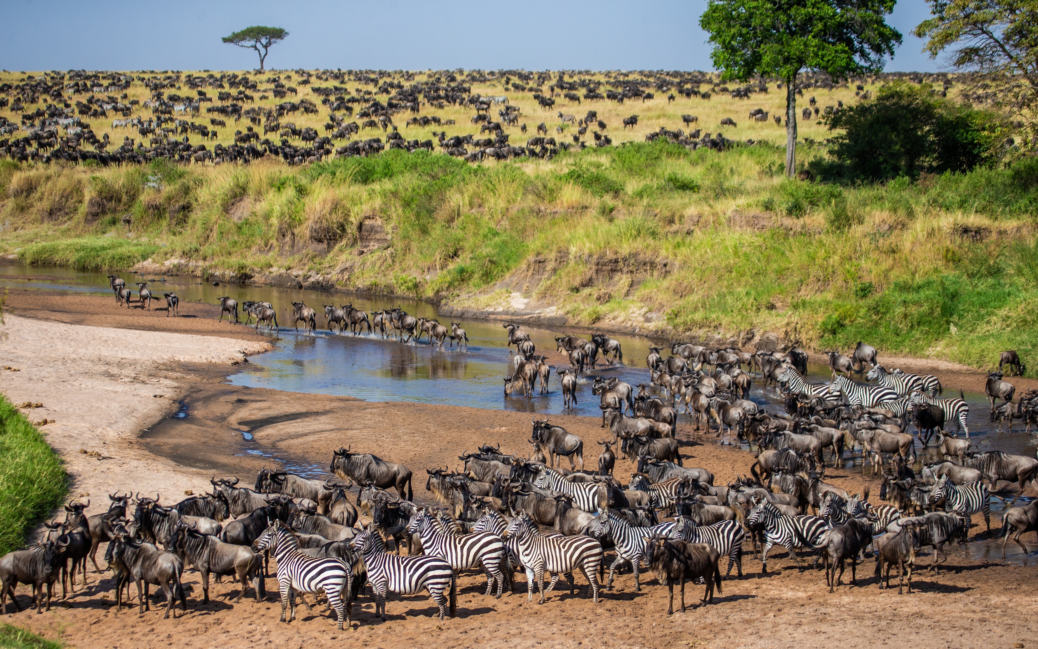 big-herd-of-wildebeest-in-the-savannah-great-migration-kenya-tanzania-maasai-mara-national-park228184245-1.jpeg