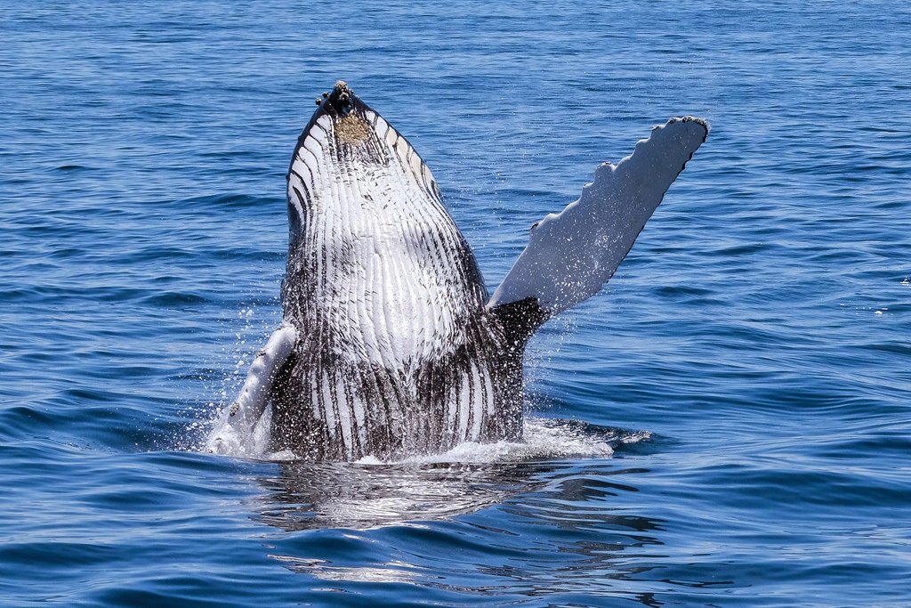 breaching-and-waving-humpback-whale.jpg