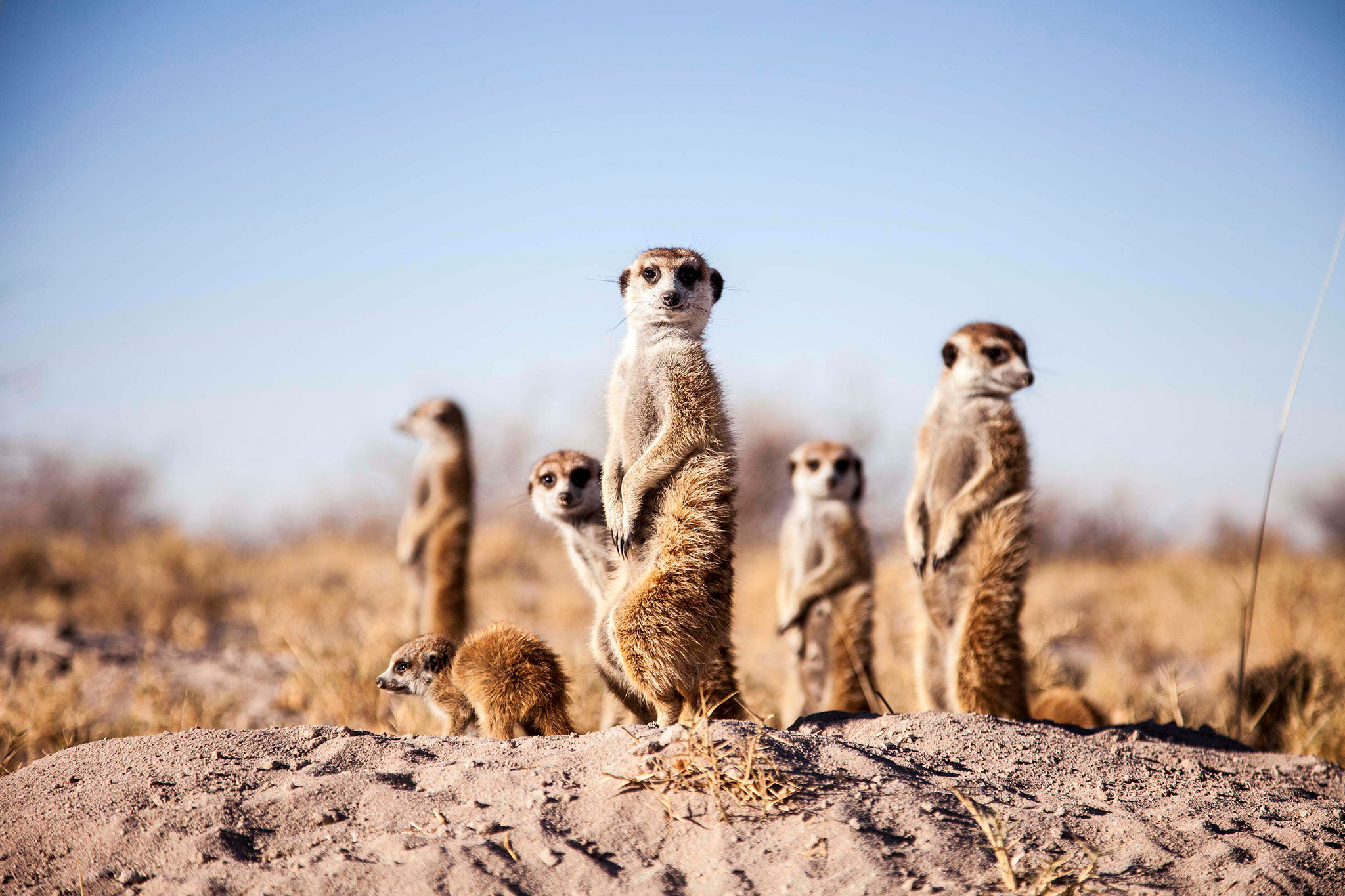 camp-kalahari-wildlife-meerkats-01.jpg