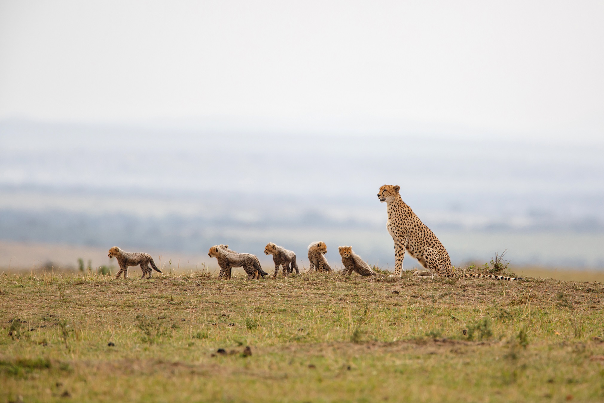 cheetah-mother-and-6-in-the-masai-mara-national-park-in-kenya_245160648.jpeg