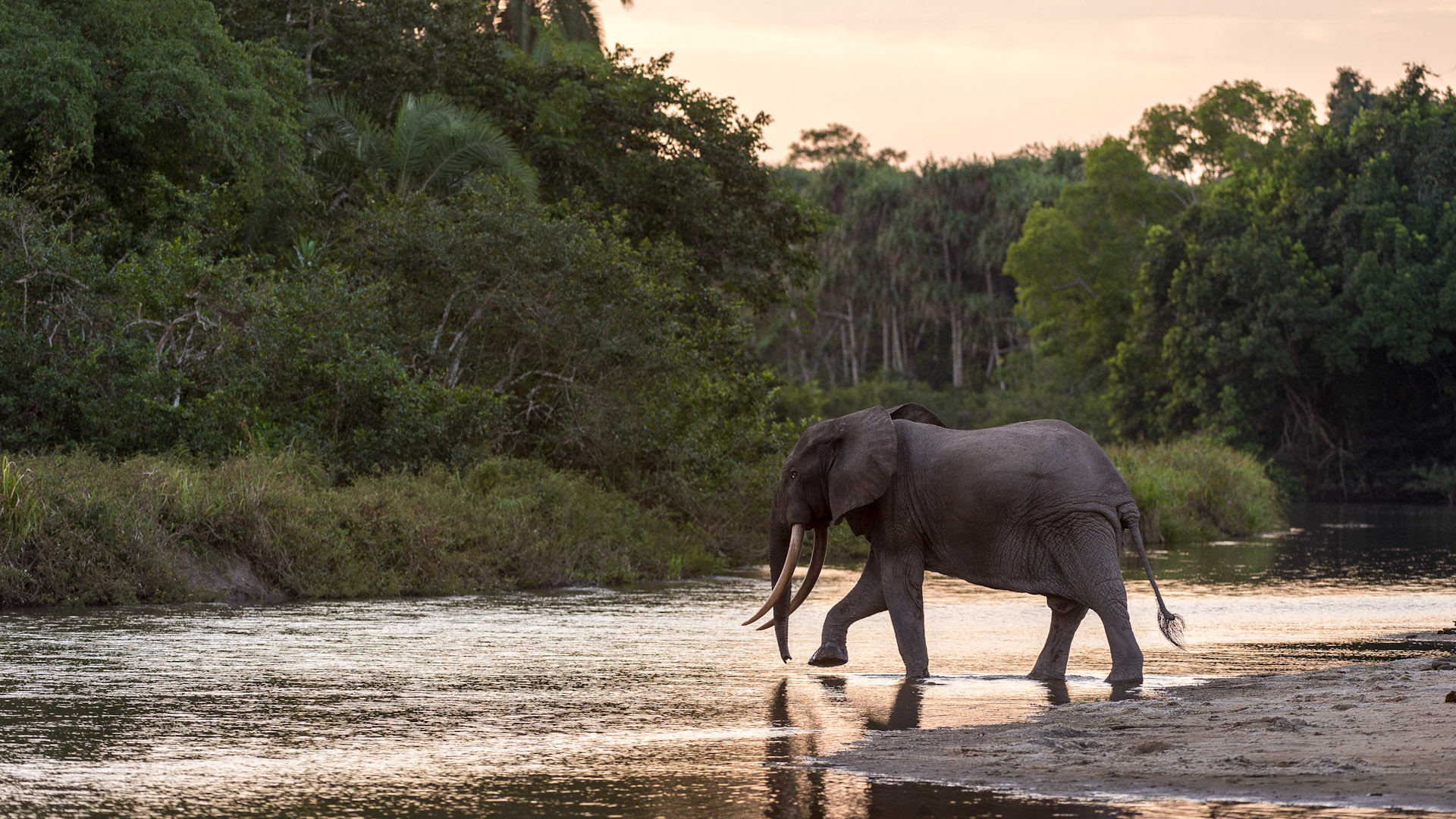 congo-odzala-discovery-camps-generic-wildlife-elephant-1.jpg