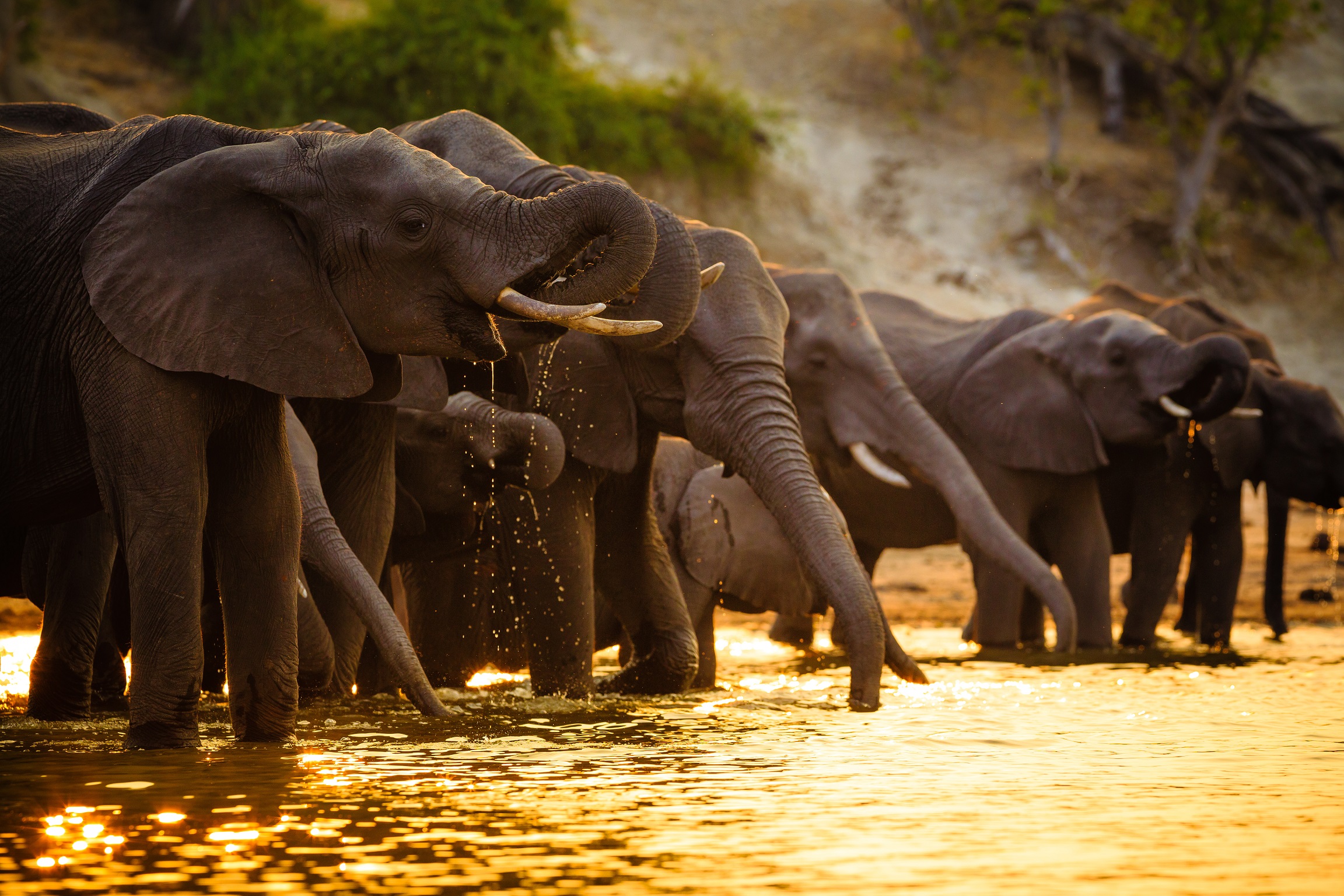 elephants-in-chobe-national-park-botswana-AdobeStock_127928265.jpeg