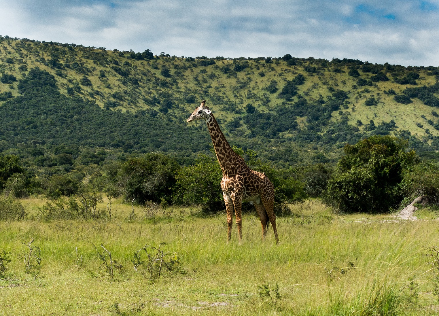 giraffe-in-the-akagera-national-park-rwanda-africa-AdobeStock_366742990.jpeg