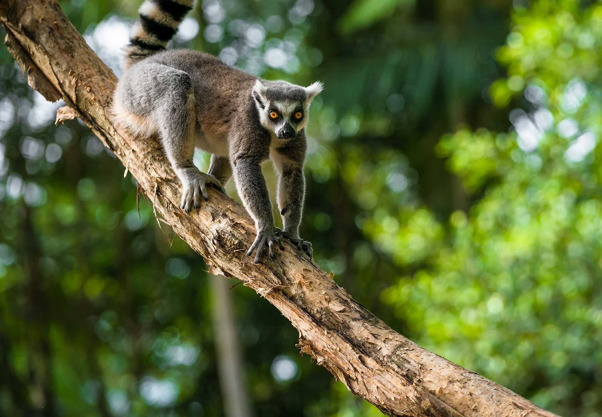 header-ring-tailed-lemur-in-a-tree_263612601.jpg