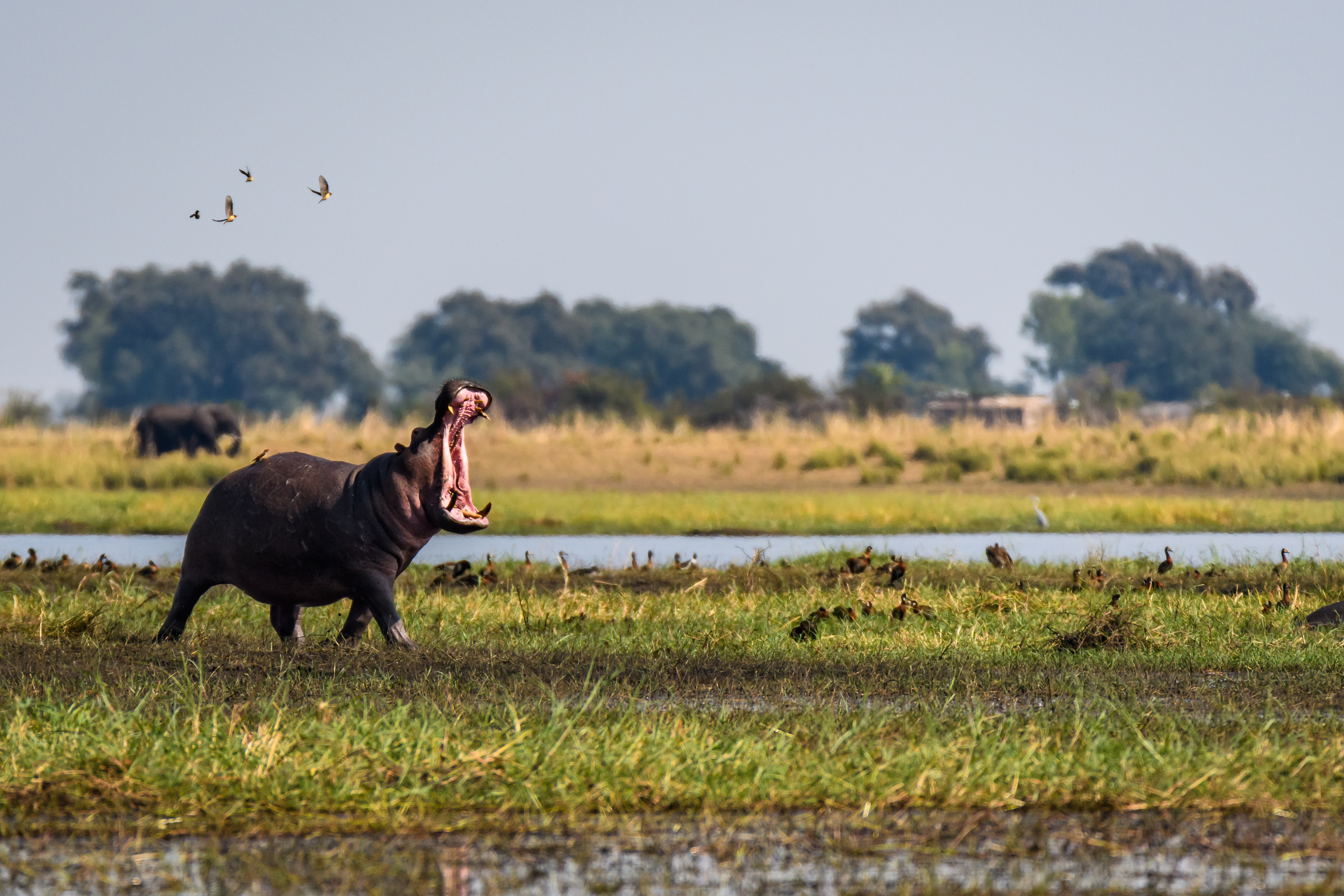 hippo-on-the-bank-of-the-chobe-river-botswana_186243206.jpeg