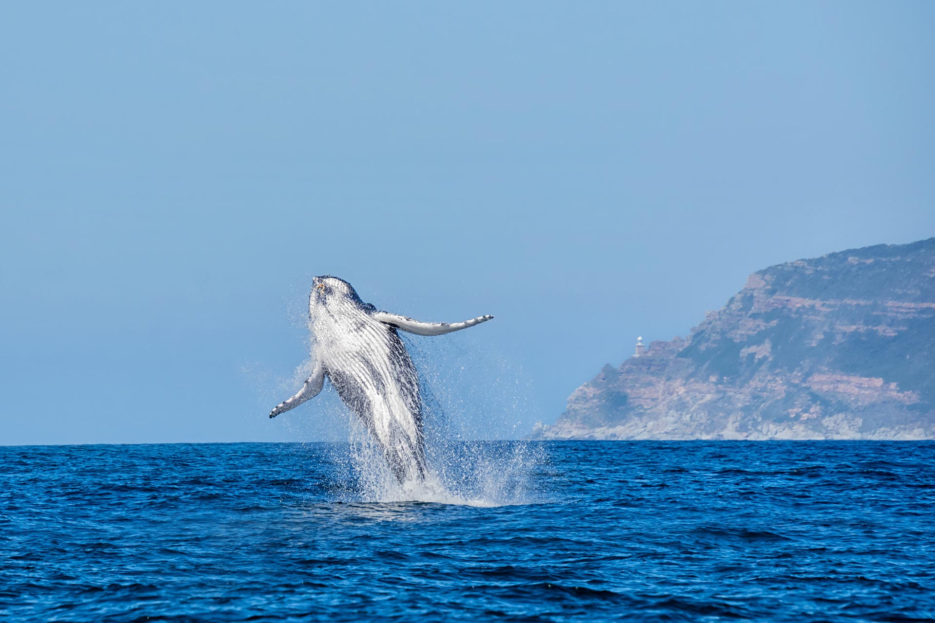 humpback-whale-breaching-by-cathy-withers-Clarke-AdobeStock_288134052.jpg