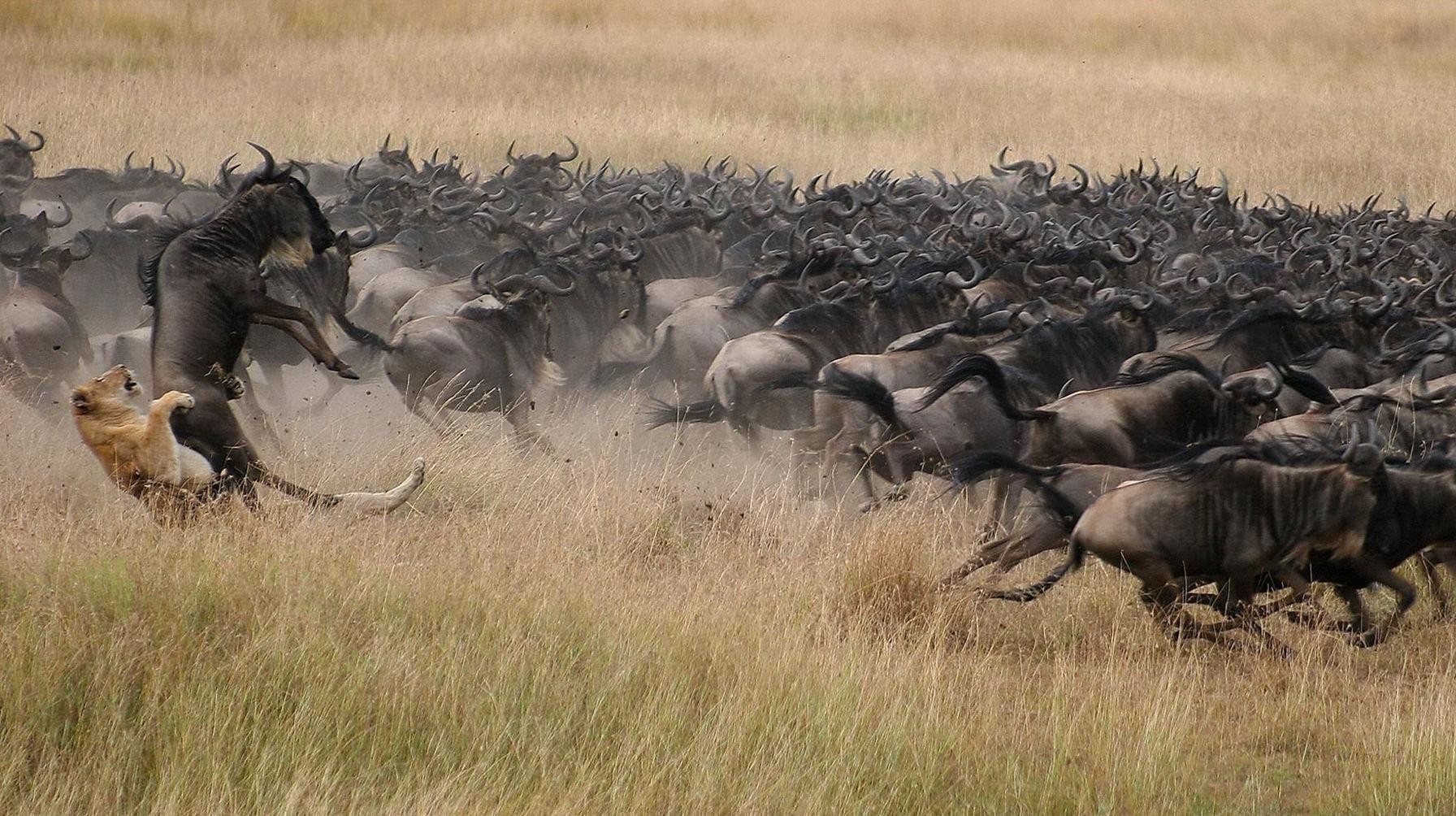 mara-plains-migration-wildebeest-hunting-kenya-jpg.jpeg