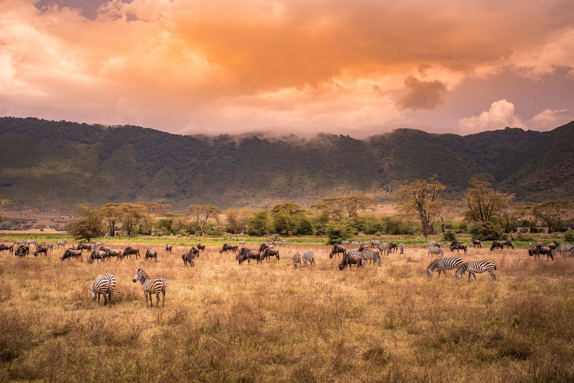 ngorongoro-crater-herd-of-wild-animals-grazing-on-grassland_222915908.jpeg