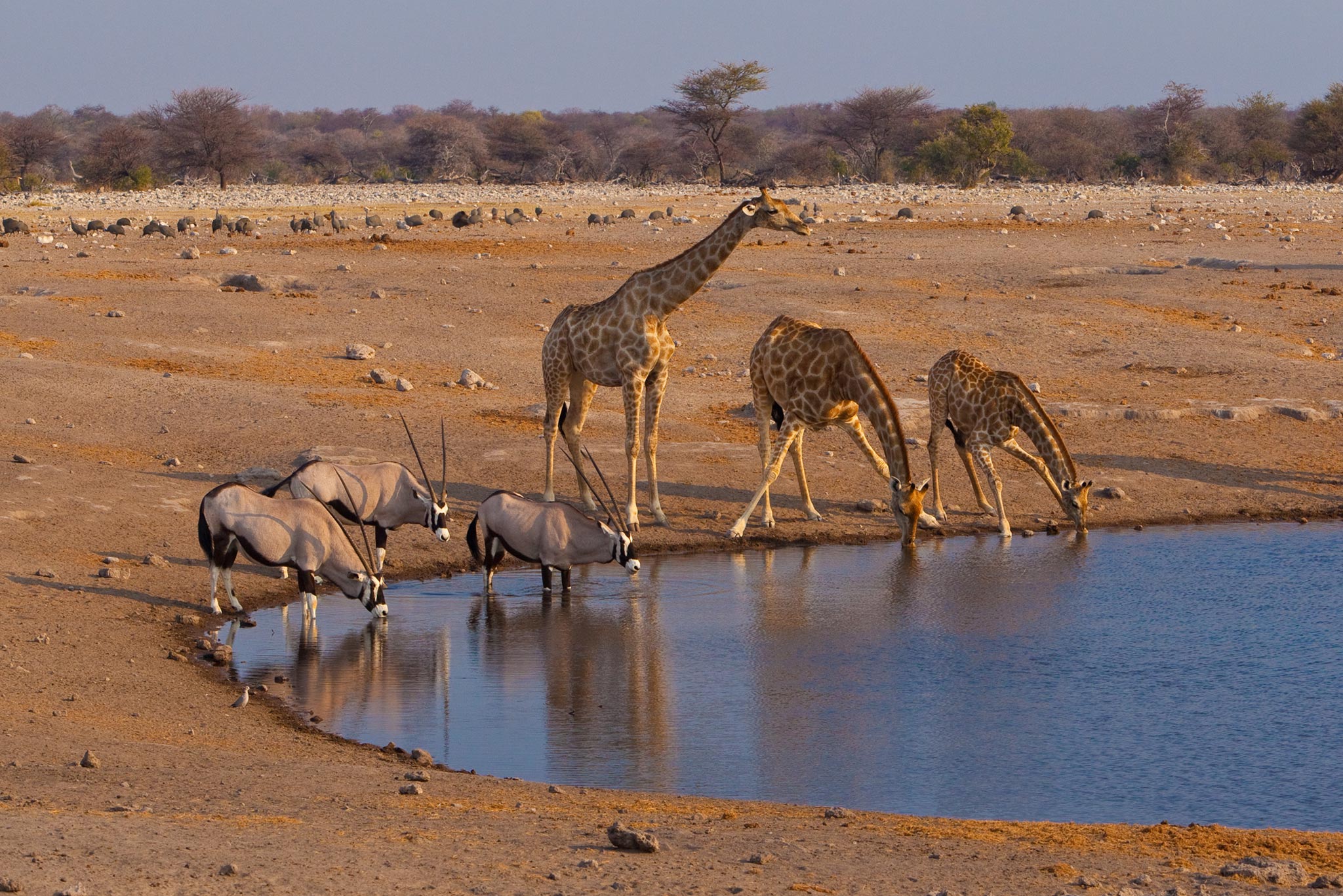 rovos-rail-desert-namibia-wildlife-01.jpg