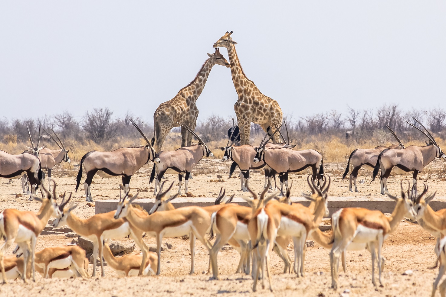 wild-animals-pyramid-with-giraffes-springboks-and-oryxs-in-namibian-savannah-of-etosha-national-park-in-namibia-adobestock127531686-1.jpeg